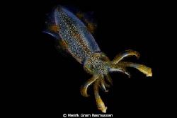 Squid taken during a nightdive at Siau (Sangie Islands No... by Henrik Gram Rasmussen 